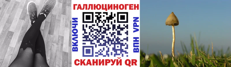 Псилоцибиновые грибы Cubensis  Судогда 